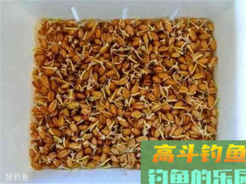 野钓鲤鱼的钓位选择，你学会了吗？