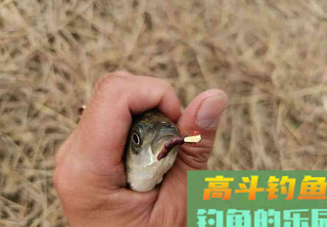 天冷钓鱼要多逗,鲫鱼经不起这诱惑 天冷钓鱼要多逗,鲫鱼经不起这诱惑