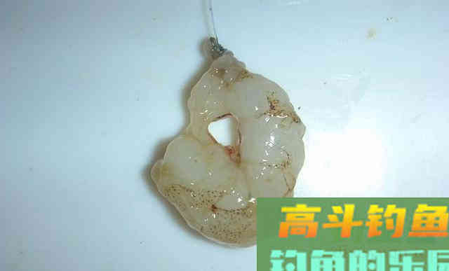 河豚到底是淡水鱼还是海鱼？怎样去垂钓河豚