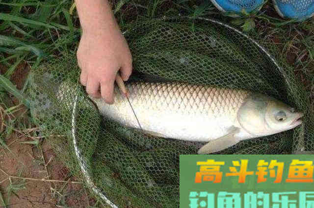 八月一过,大草鱼我还是这样钓,百试不爽 八月一过,大草鱼我还是这样钓,百试不爽