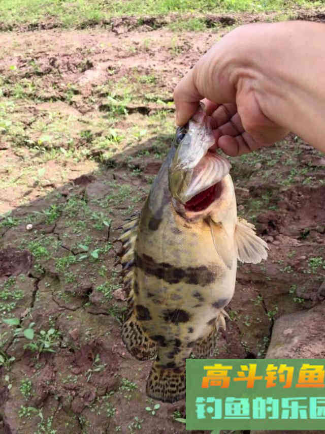 手竿也能钓到鳜鱼?钓鱼人非要这么干,我有两种方法 手竿也能钓到鳜鱼?钓鱼人非要这么干,我有两种方法