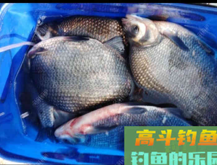 秋冬季钓大鲫鱼的技巧，钓法运用与饵料搭配