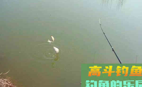 深秋初冬鲫鱼难钓？试试这一招，更容易钓到大板鲫