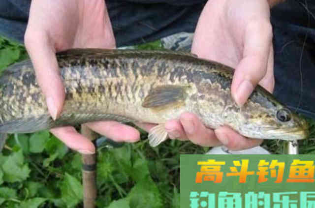 黑就难钓了?那是你试过这3招,一根竿都钓不过来 黑就难钓了?那是你试过这3招,一根竿都钓不过来