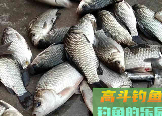 冬钓鲫鱼可直接套用的两种饵料用法 冬钓鲫鱼可直接套用的两种饵料用法