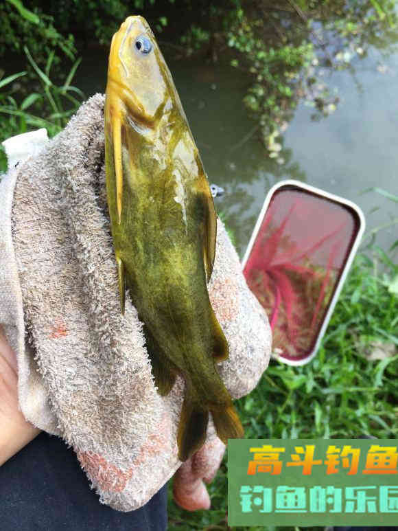 黄骨鱼的习性及食性,足够了解才能钓得更多 黄骨鱼的习性及食性,足够了解才能钓得更多