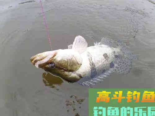 想钓鳜鱼,这几个作钓技巧和安全意识一定要牢记 想钓鳜鱼,这几个作钓技巧和安全意识一定要牢记