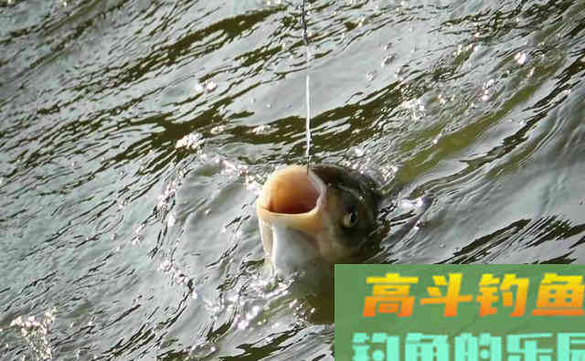 手竿钓鲢鳙:细分4个原因,避免有口不中鱼的提空竿 手竿钓鲢鳙:细分4个原因,避免有口不中鱼的提空竿
