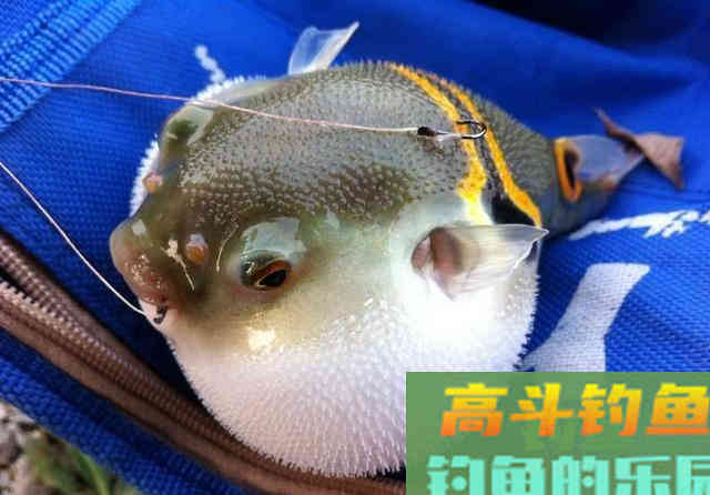 河豚到底是淡水鱼还是海鱼？怎样去垂钓河豚