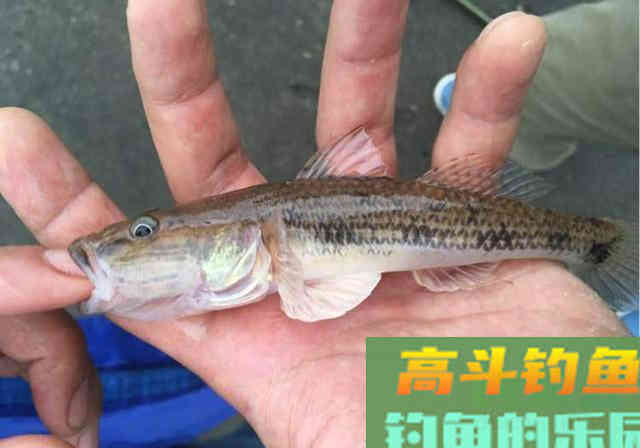此鱼被钓友嫌弃，殊不知买一斤要35元
