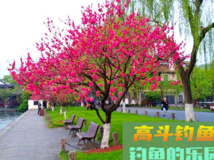 全方位谈钓鳊鱼的见解与体会，助你钓获大鳊鱼