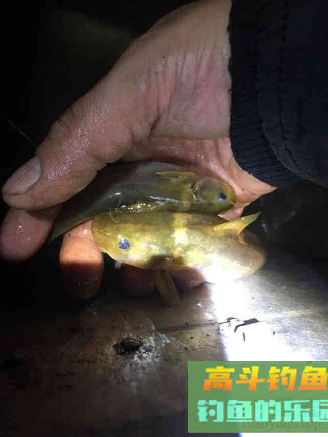 浑水钓黄颡的方法，特有效