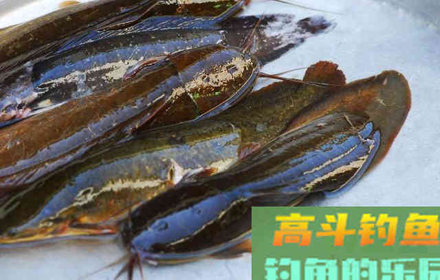 想要收获大鲶鱼,就要了解鲶鱼的生活习性 想要收获大鲶鱼,就要了解鲶鱼的生活习性