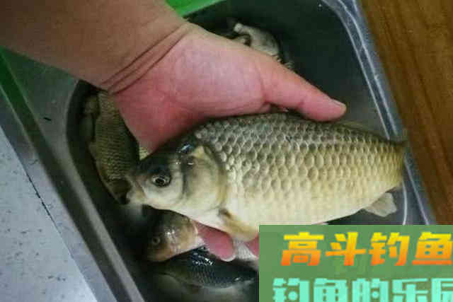 冬天不用这鲫鱼钓法，简直枉为钓鱼人