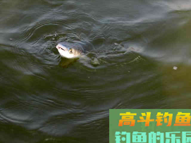 鲻鱼如何钓,钓内河鲻鱼的方法与技巧 鲻鱼如何钓,钓内河鲻鱼的方法与技巧