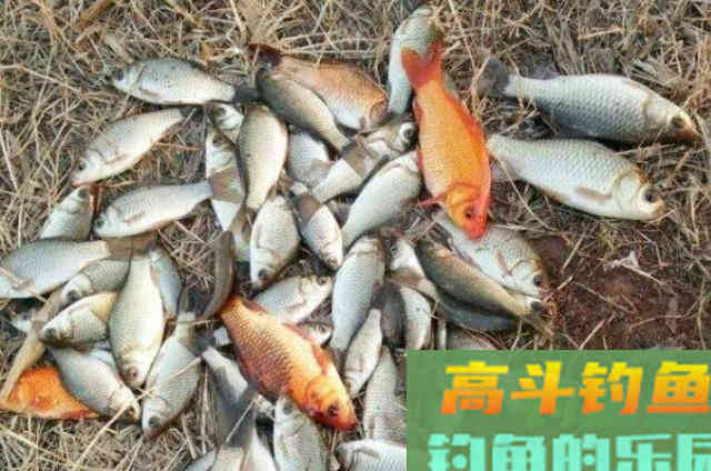 深秋阶段,户外野钓对付大板鲫的3个技巧 深秋阶段,户外野钓对付大板鲫的3个技巧