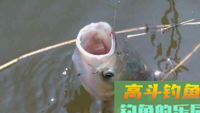 夏季钓鲢鳙，要学会用饵、找鱼
