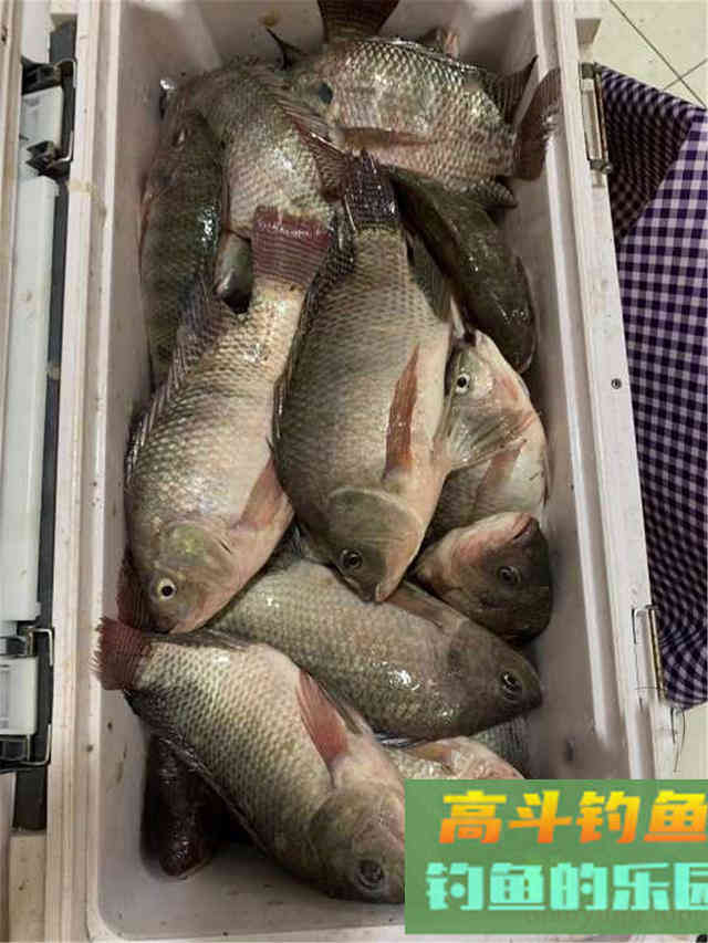 野钓大罗非最佳时机即将到来，饵料可自制