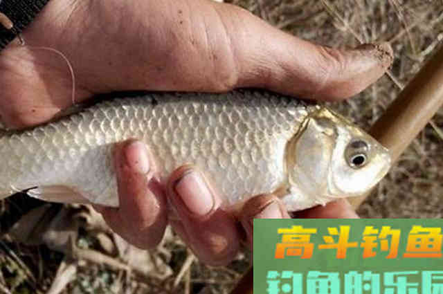 实话告诉你，这鲫鱼钓法比手竿钓更管用