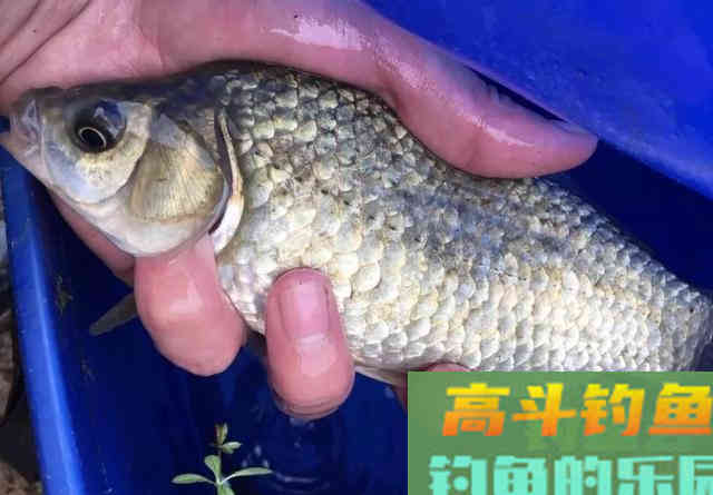 鲫鱼不吃饵那是离底了,初冬水温分层,别守深水钓底 鲫鱼不吃饵那是离底了,初冬水温分层,别守深水钓底