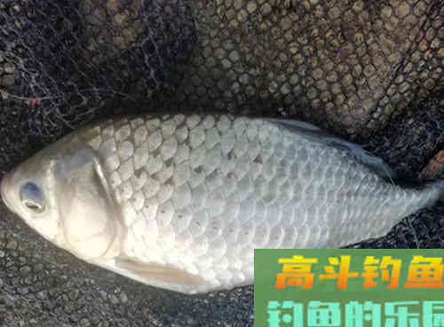 初春野钓大鲫鱼要什么技巧？老钓友教你两招