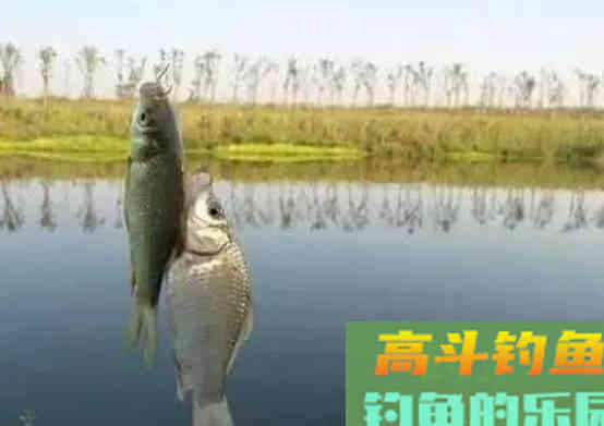 鲫鱼无口,多半不是饵的事,而是逗钓不到位 鲫鱼无口,多半不是饵的事,而是逗钓不到位