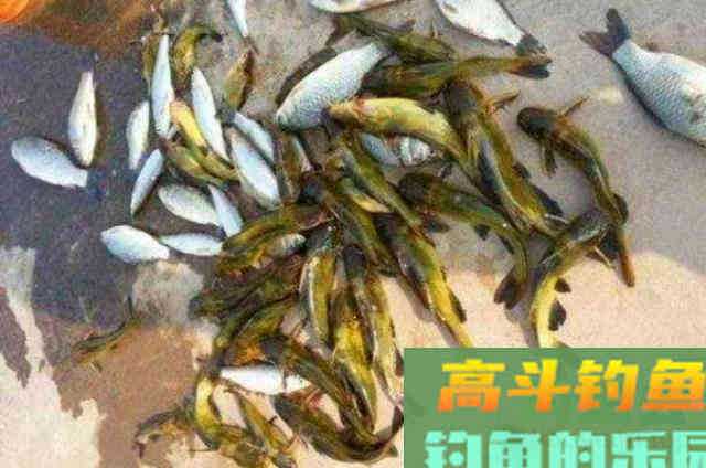 钓黄骨的新钓法,简单又高效,试过的人都说好 钓黄骨的新钓法,简单又高效,试过的人都说好