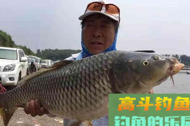 春钓鲤鱼这样用漂，一个礼拜至少钓五次