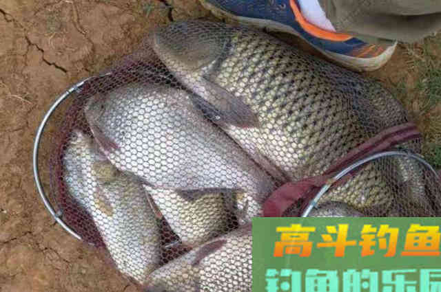钓了半辈子鲤鱼，头一次试用这调钓技能