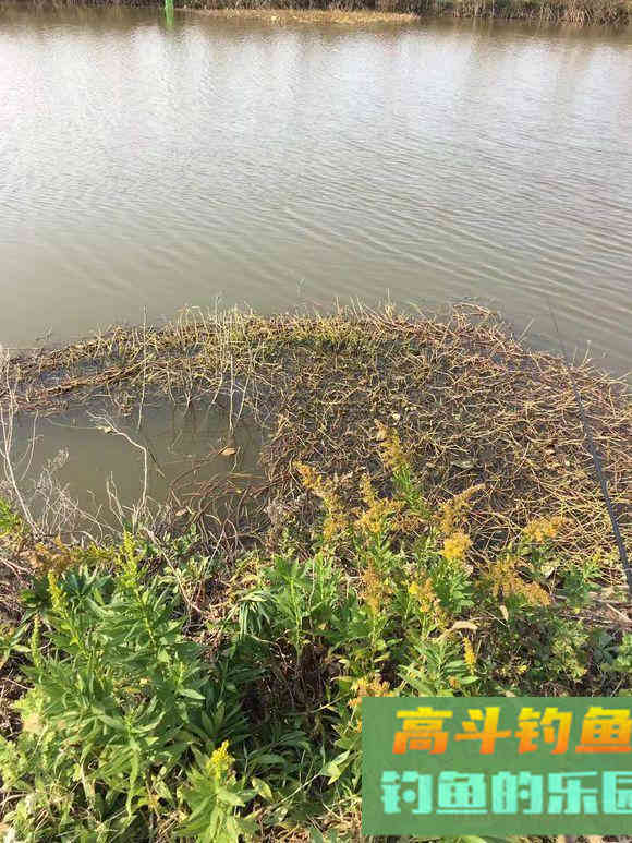 夏季黑鱼多且好钓，手竿以及传统钓攻略分