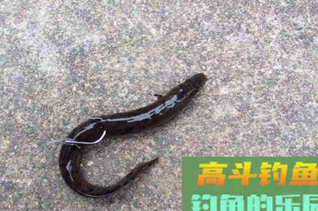 野钓黑鱼需牢记的一些钓法技巧