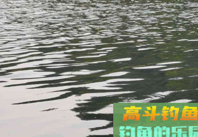 钓昂刺鱼就该钓钝？换个角度看待调漂问题吧