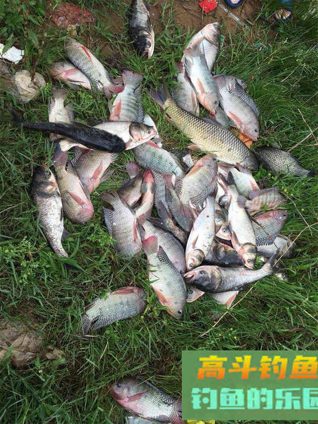 春钓罗非和慈鲷全攻略，小中取大，附自制饵料配方