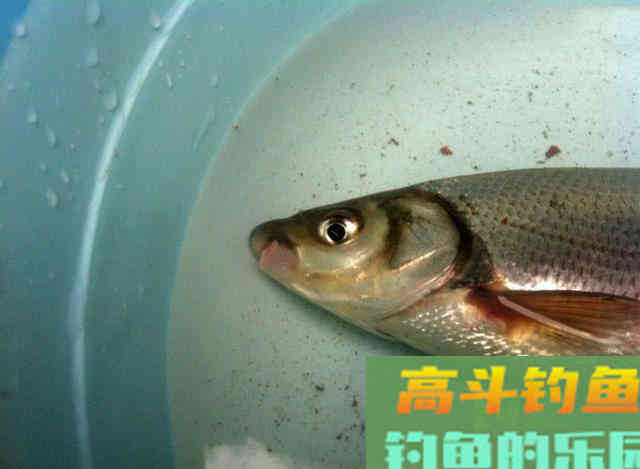 嘴巴小尾巴黄，3两重的冲劲很大，这鱼该如何垂钓