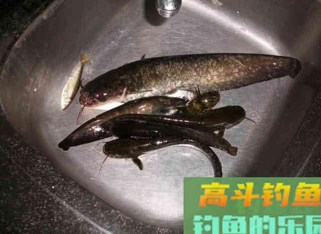 钓鲶鱼的四种动物荤饵,的实用技巧 钓鲶鱼的四种动物荤饵,的实用技巧