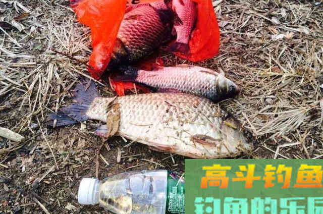 从小鲫鱼中还能钓大板鲫?钓鱼老前辈的方法 从小鲫鱼中还能钓大板鲫?钓鱼老前辈的方法
