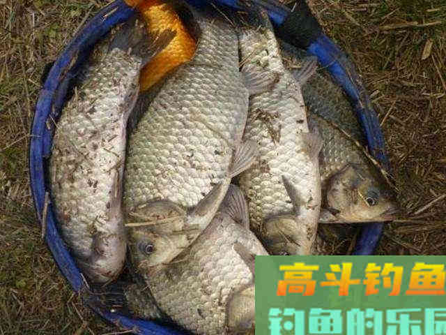 注意拉饵和酒米的这些使用细节，野钓鲫鱼，连杆一点不难