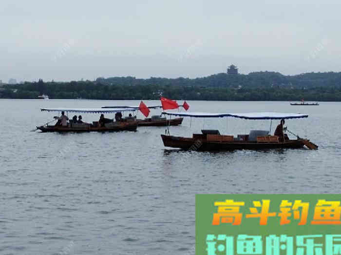 鲫鱼的五个截口表现,与秋季如何钓好大鲫鱼 鲫鱼的五个截口表现,与秋季如何钓好大鲫鱼