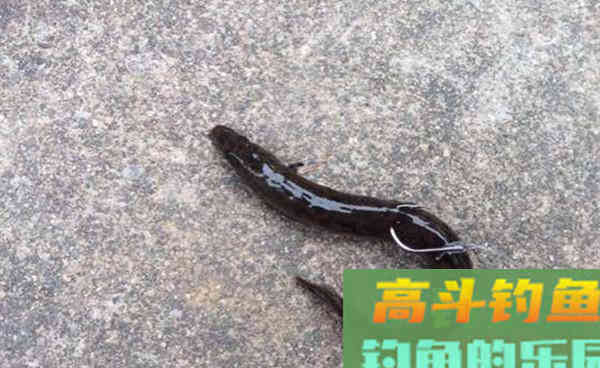 过了立冬手竿钓鳜鱼，就用这一招，简单效果不一般