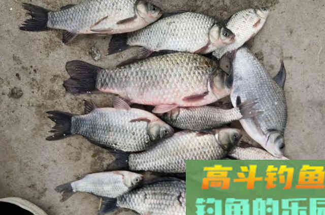 在寒冷的冬季,户外野钓轻口鲫鱼的3个基本套路 在寒冷的冬季,户外野钓轻口鲫鱼的3个基本套路