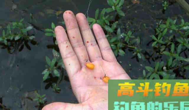 用玉米钓草鱼，学会这种调漂方法，想钓不到鱼都难