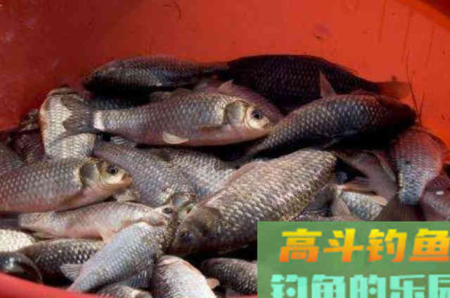 冷天配饵时，少加小药多用它，板鲫中钩率高