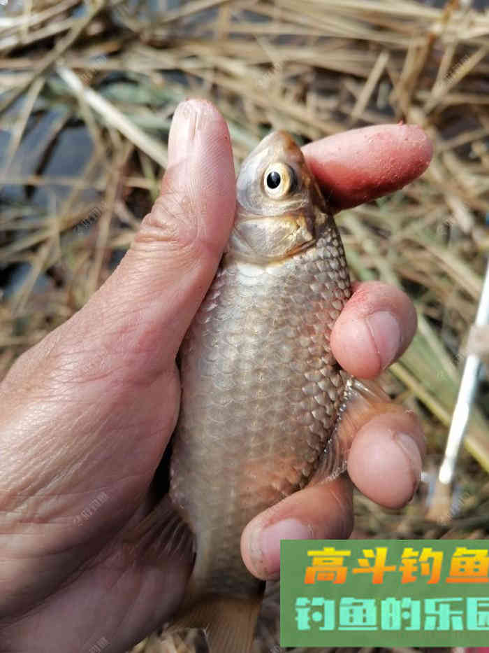 鲫鱼口轻，不好钓？看看老钓友怎么钓