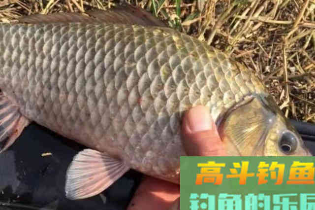 看看老钓手怎么对付大板鲫的,这波操作太棒了 看看老钓手怎么对付大板鲫的,这波操作太棒了