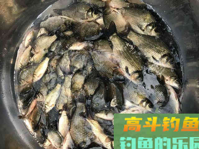 学会四钓四不钓,钓鲫鱼,真的一点也不难 学会四钓四不钓,钓鲫鱼,真的一点也不难