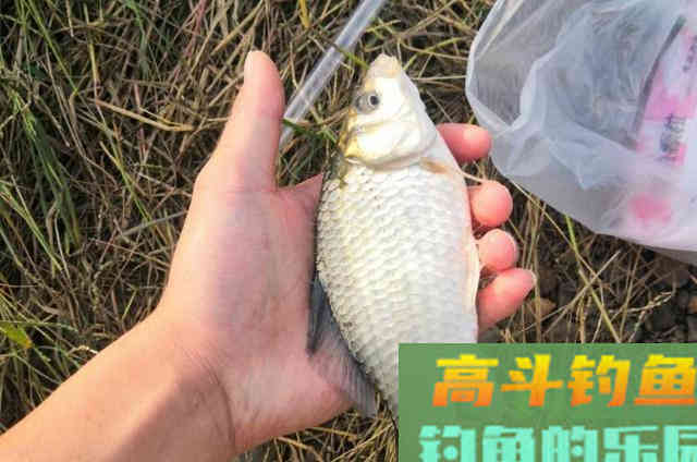 户外野钓大鲫鱼时,需要钓友牢牢记住的3个钓法套路 户外野钓大鲫鱼时,需要钓友牢牢记住的3个钓法套路