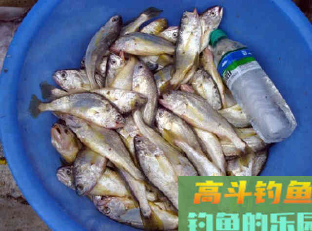 什么是黄鱼？如何垂钓黄鱼的一些技巧