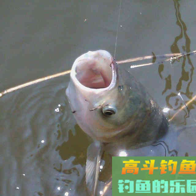 深秋的鲢子这么抽,连杆中鱼真不是事 深秋的鲢子这么抽,连杆中鱼真不是事