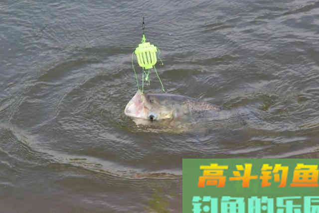 夜钓鲢鳙,试试这三招,渔获比白天很多 夜钓鲢鳙,试试这三招,渔获比白天很多
