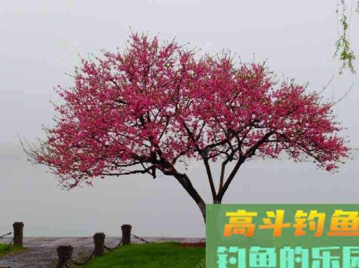 有效钓鲫鱼的3个办法，做窝补窝和调钓，和应对技巧